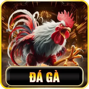 ảnh đá gà new88